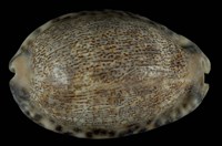 藏品(阿拉伯寶螺)的圖片